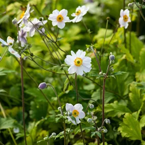 Anemone Hybriden Wild Swan, 3 Liter Topf