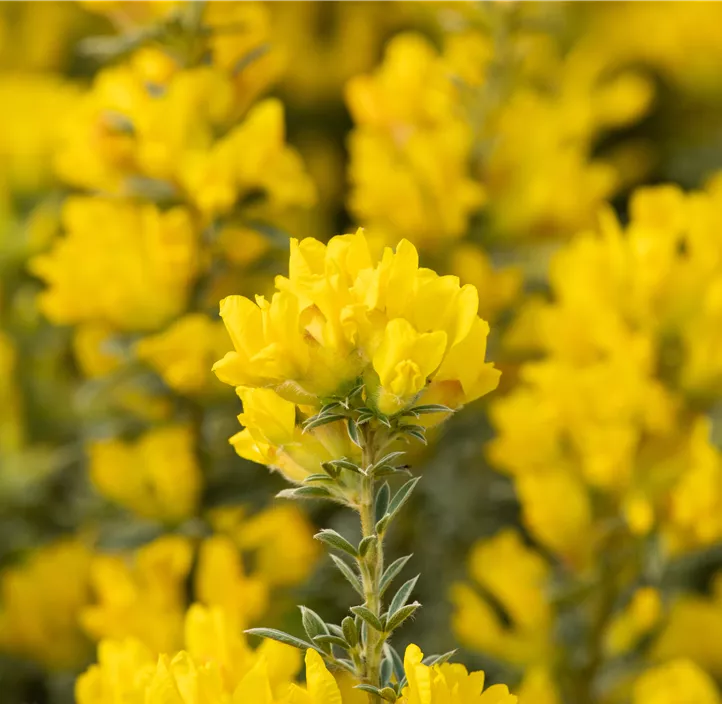 Edelginster im Farbmix