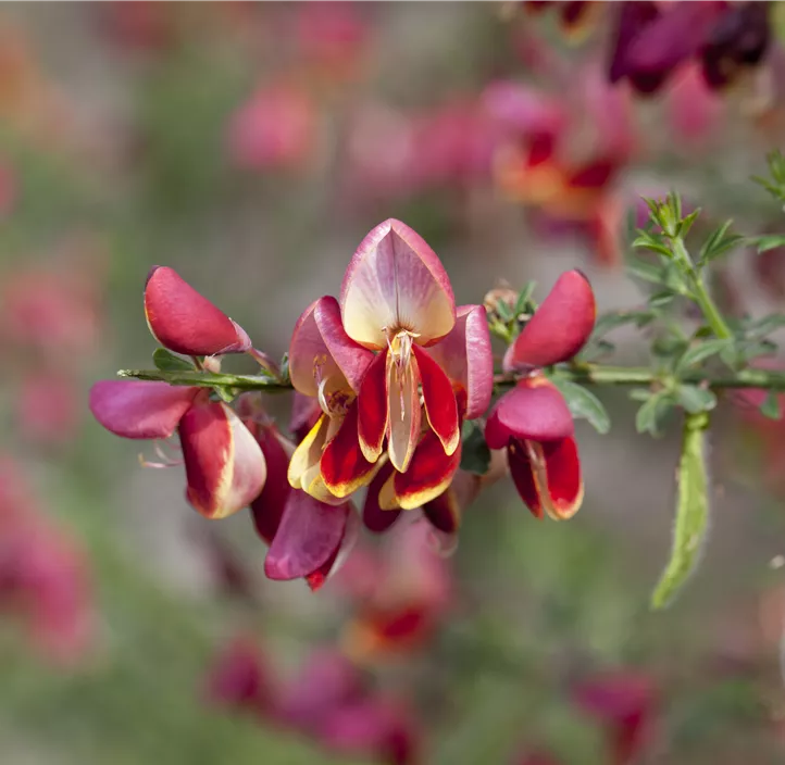 Edelginster im Farbmix