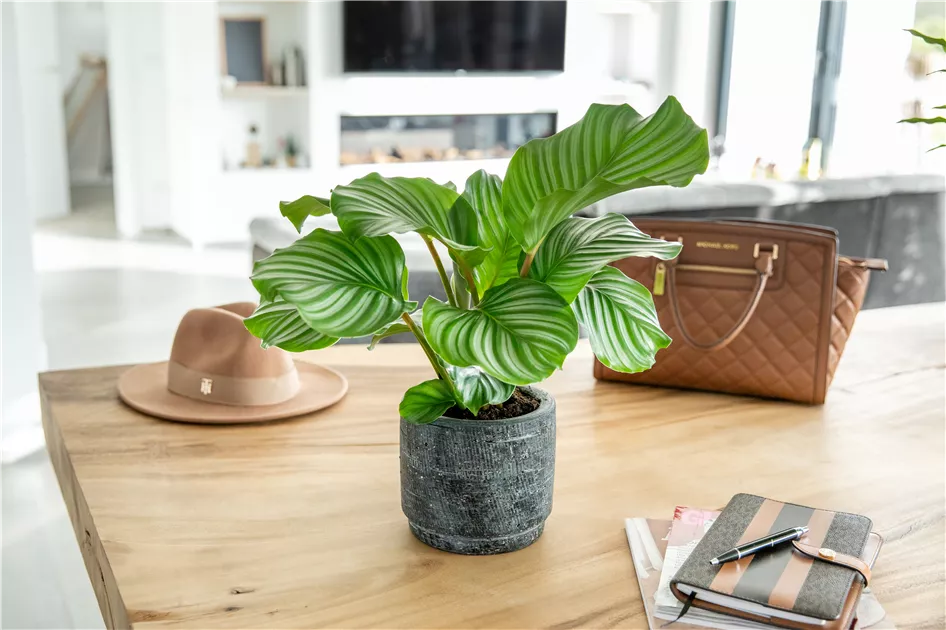 Calathea Hybride Orbifolia, Korbmaranthe - Bellaflora