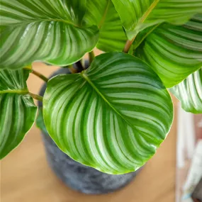 Calathea Orbifolia Calathea Orbifolia