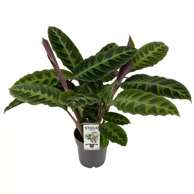 Calathea Hybride Warscewiczii, Korbmarante - Bellaflora