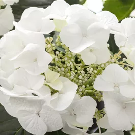 Hydrangea macrophylla