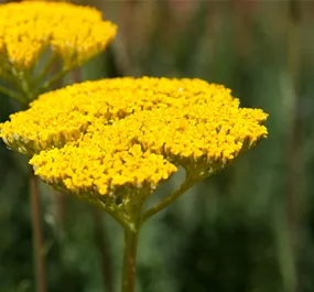 Achillea filipendulina Summer Gold