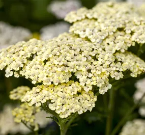 Achillea millefolium Sassy Summer Lemon