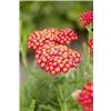 bellaflora Gartencenter GmbH