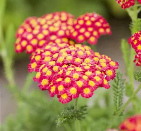 Achillea millefolium Sassy Summer Sangria