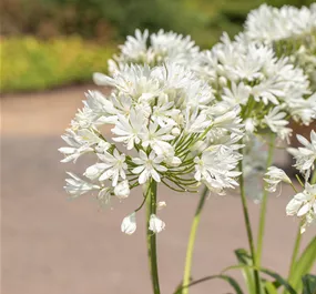 Agapanthus Mi Casa