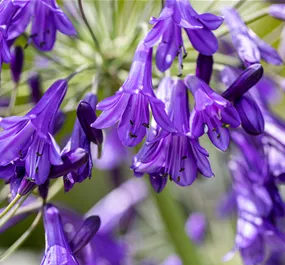 Agapanthus Starry Night