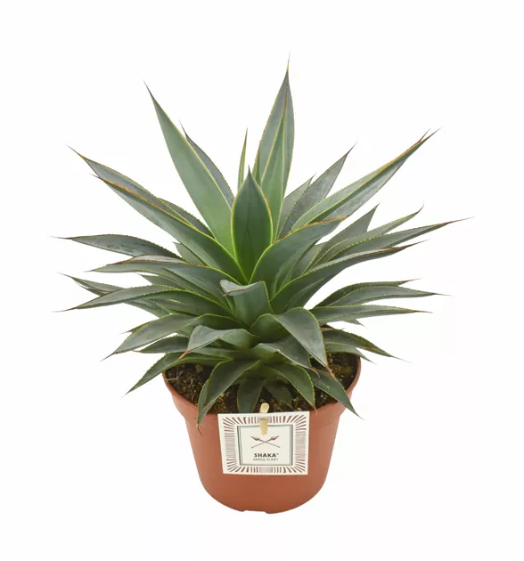 Agave Shaka Koko, Agave 'Shaka Koko' - Bellaflora