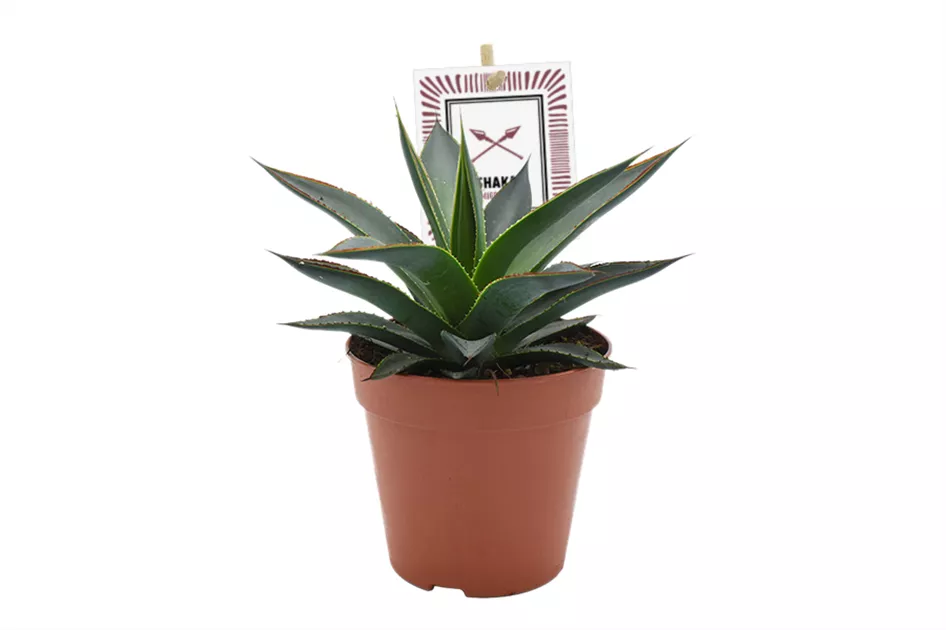 bogenhanf gre Sansevieria Trifasciata 'Megan' (Bogenhanf)  Foliage Dreams