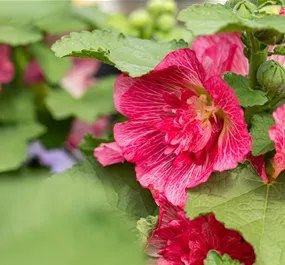 Alcea rosea Spring Celebrities Carmine Rose