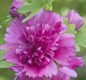 Alcea rosea Spring Celebrities Purple