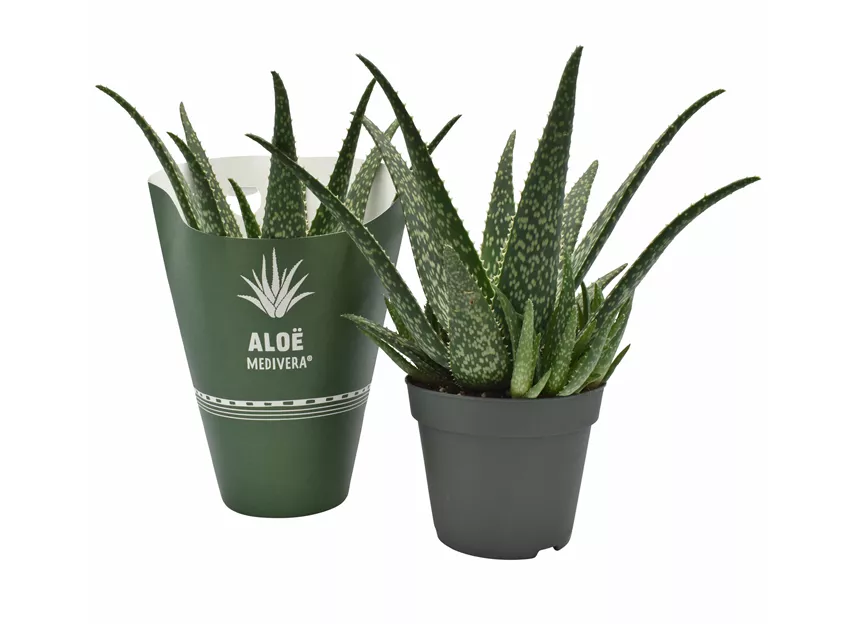 Aloe Medivera Tropical, Aloe Tropical - Bellaflora