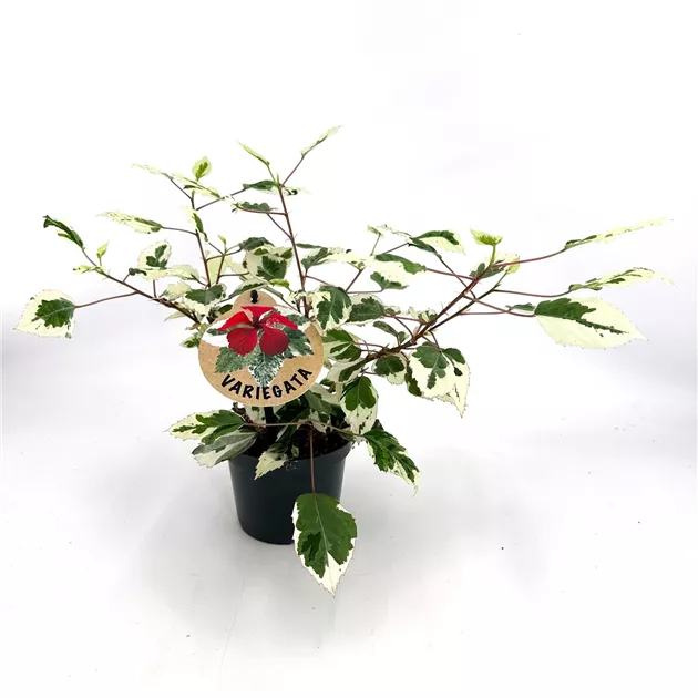 Hibiscus variegata, Hibiskus variegata - Bellaflora