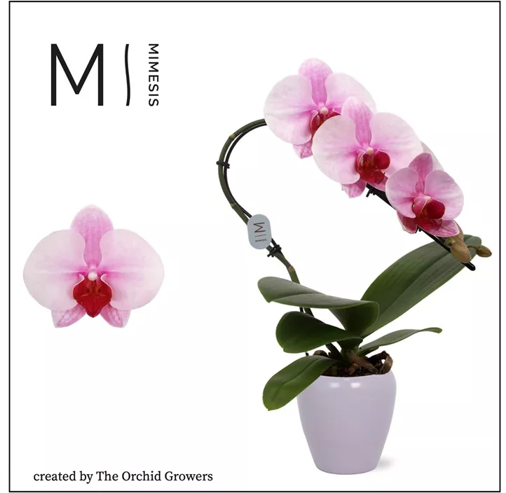 Schmetterlingsorchidee Schmetterlingsorchidee