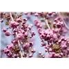 bellaflora Gartencenter GmbH
