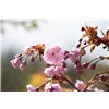 bellaflora Gartencenter GmbH