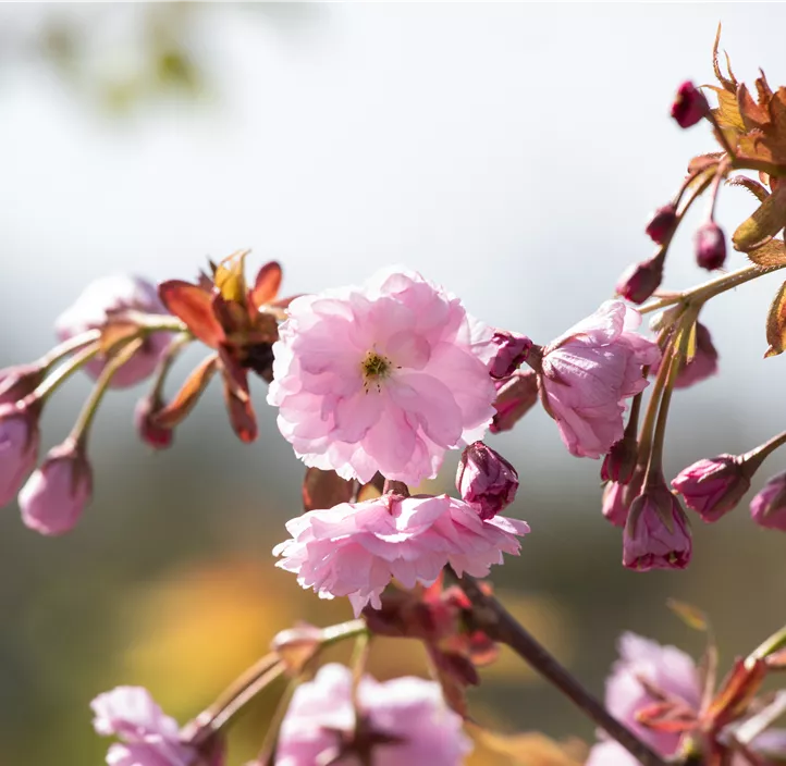 Japanische Blütenkirsche Kiku-shidare zakura