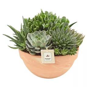 Sukkulentenschale in Terracotta