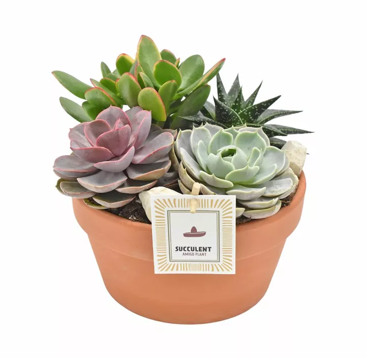 Sukkulentenschale mit Krug