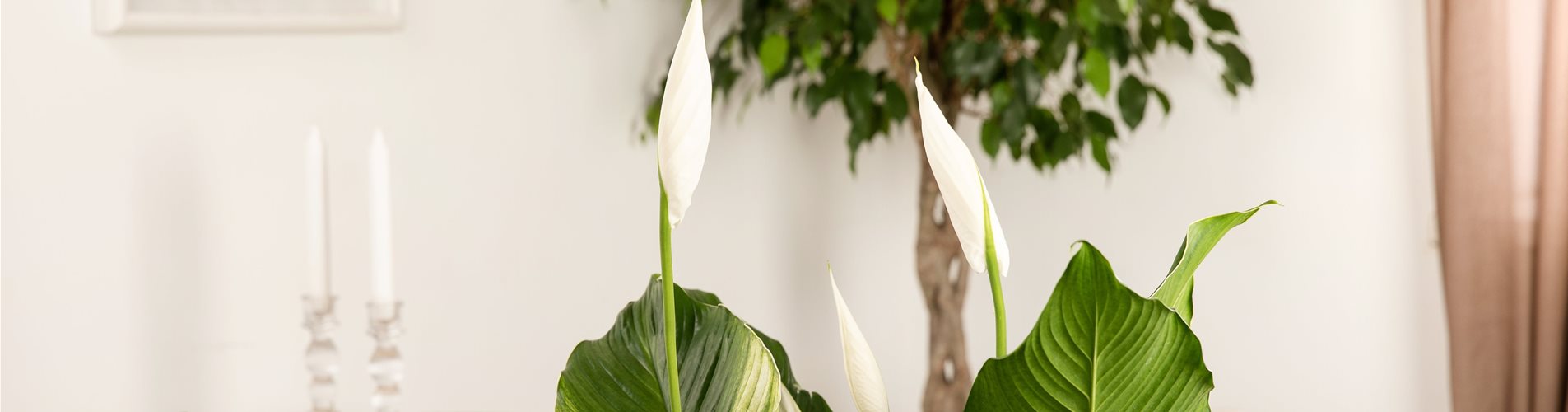 Spathiphyllum floribundum, weiß Spathiphyllum floribundum, weiß