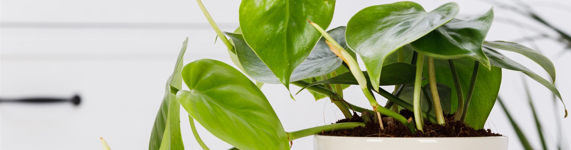 Philodendron scandens Philodendron scandens