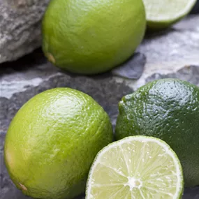 Citrus lima verde Limette Stamm