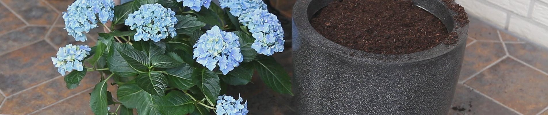 Hortensien - Einpflanzen in ein Gefäß (thumbnail)