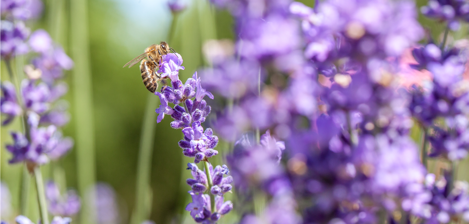 Bee Happy