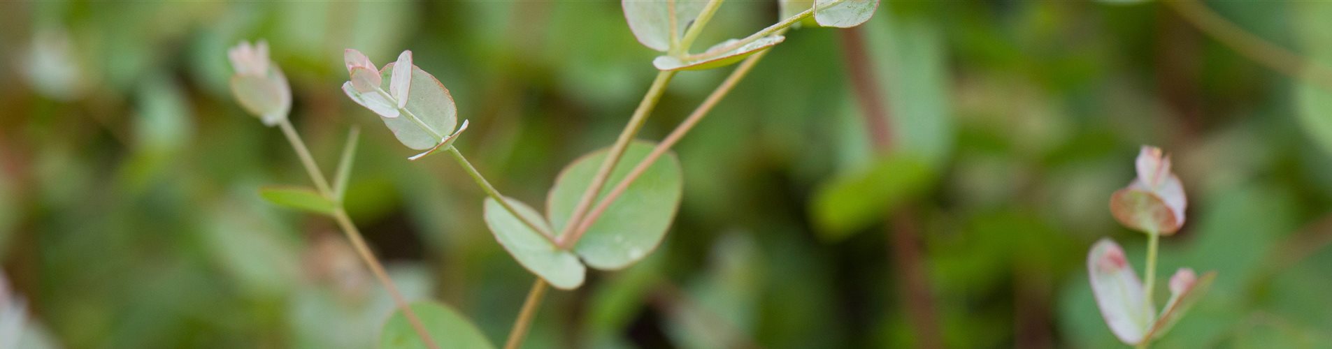 Eucalyptus gunnii 'Silbertropfen' Eucalyptus gunnii 'Silbertropfen'