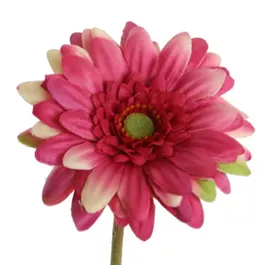 Gerbera Mini