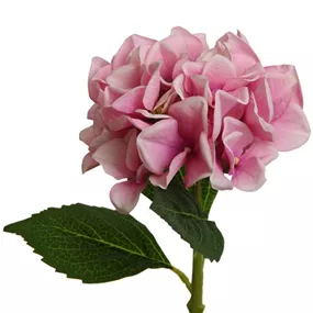 Hortensie