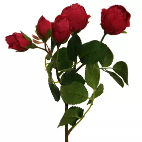 Rose verzweigt 'Anna'