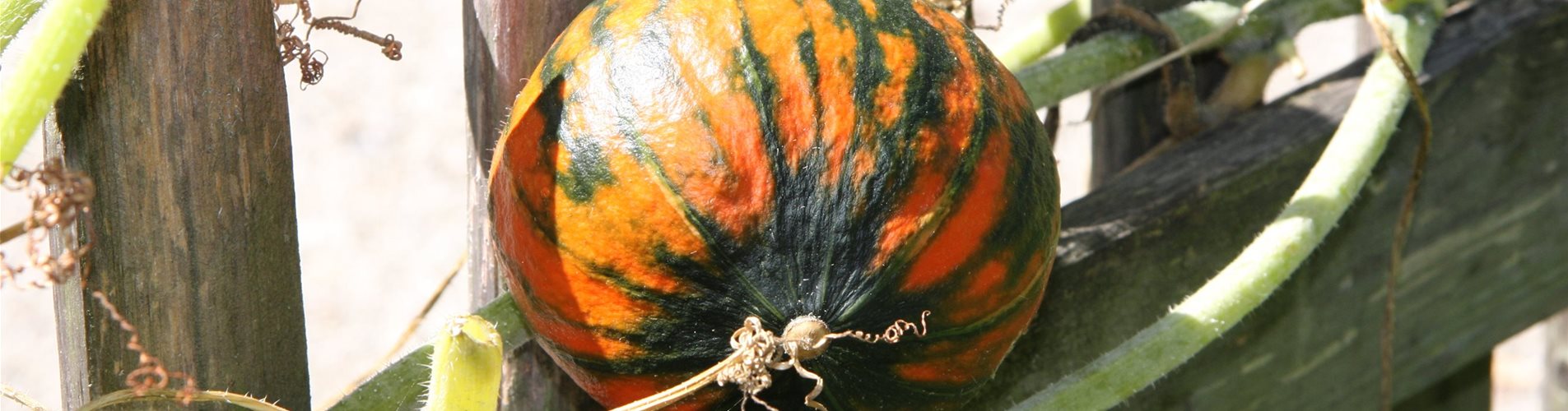 Kuerbis_IMG_8653-0-226-3888-2187