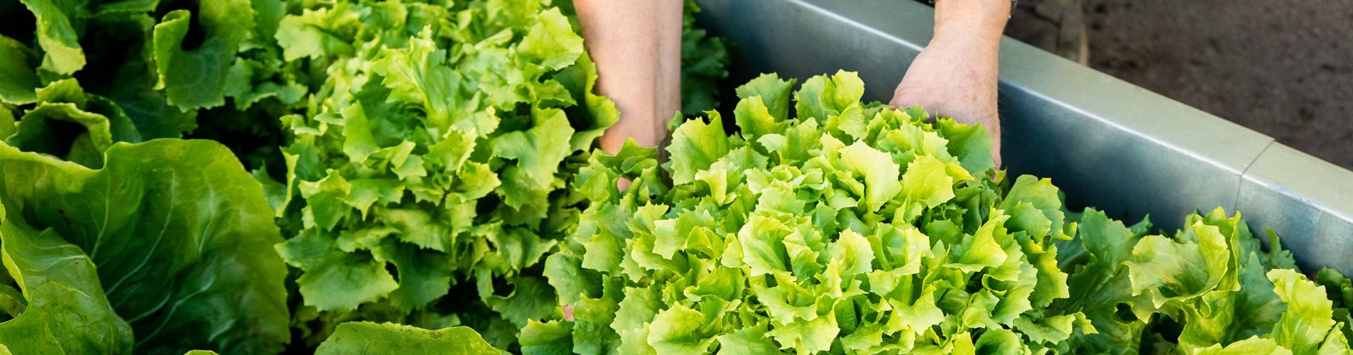 Gemüseernte - Salat ausheben