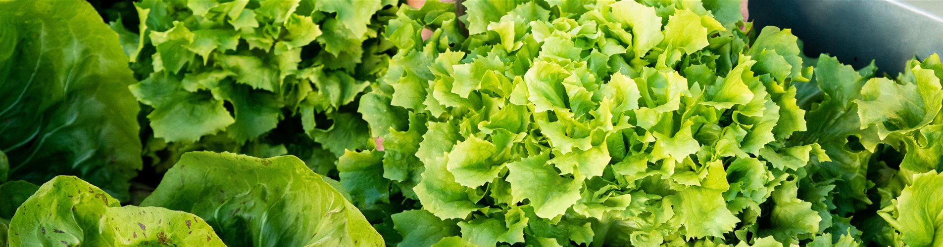 Gemüseernte - Salat ausheben