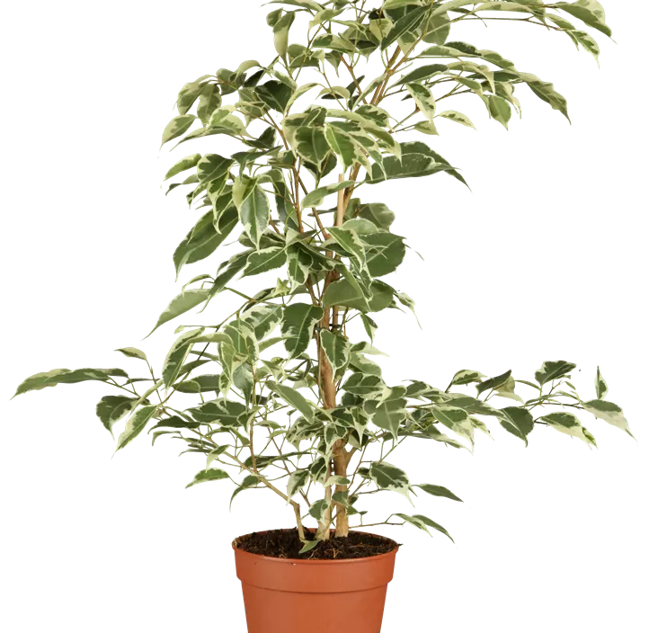 Benjamin-Gummibaum Benjamin-Gummibaum