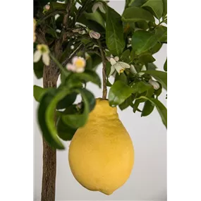 Citrus limone ovale di Sorrento Ministamm