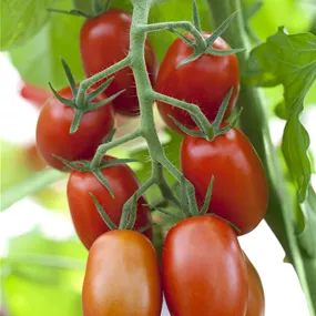 Lycopersicon Lobello rot