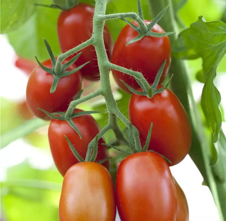 Datteltomate 'Dimple'