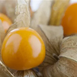 Physalis peruviana Goldvital