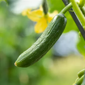 Cucumis sativus Ilas