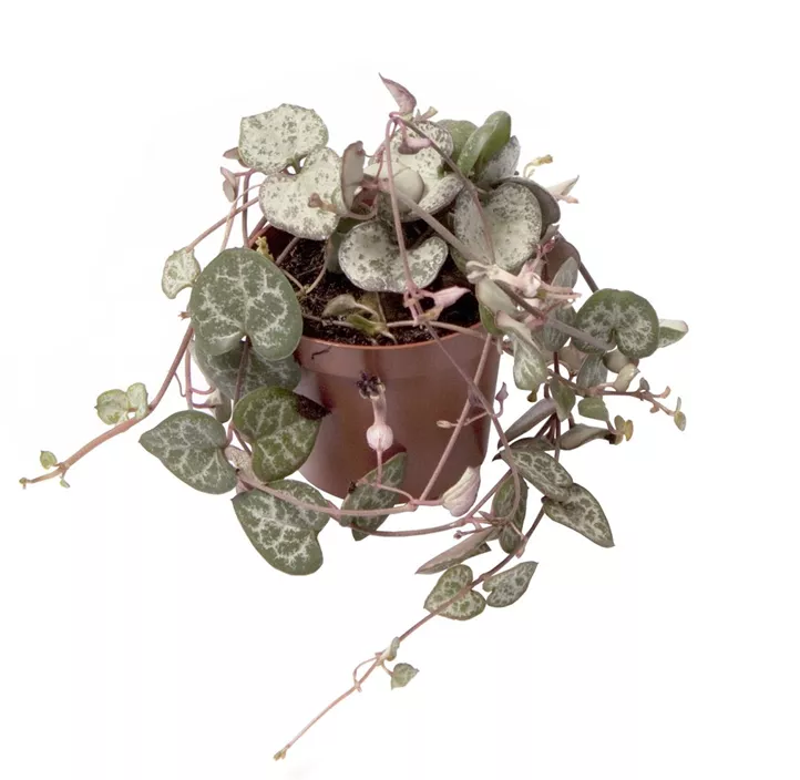 Leuchterblume 'Variegata'