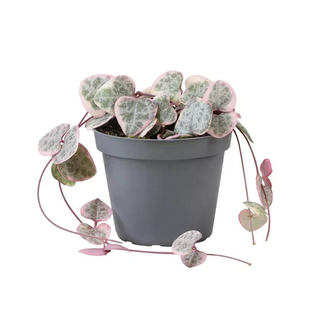 Ceropegia woodii variegata Mini, Leuchterblume - Bellaflora
