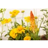 bellaflora Gartencenter GmbH