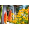 bellaflora Gartencenter GmbH