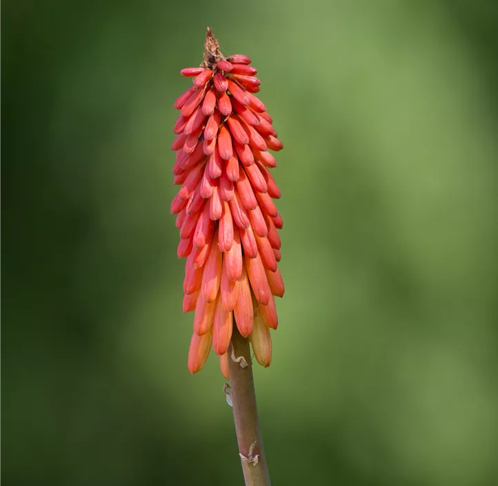Garten-Fackellilie