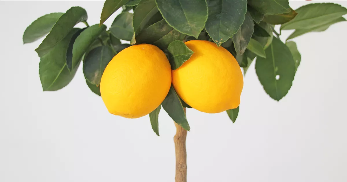 10 GRAINES de Citron Meyer - (Citrus x meyeri) - agrumes - Monde Végétal