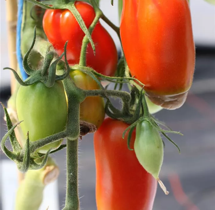 Tomate 'San Marzano Oskar' Tomate 'San Marzano Oskar'